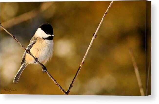 Chickadee Canvas Print featuring the photograph Bold by Nancy Coelho