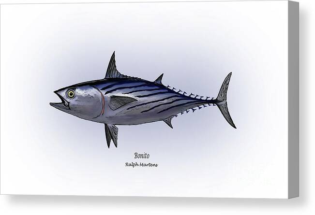 Bonito Canvas Print featuring the painting Bonito by Ralph Martens
