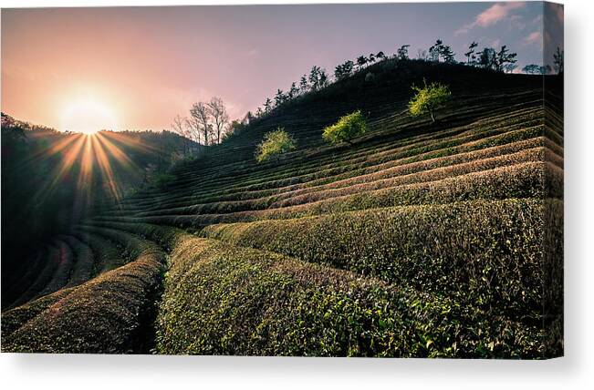 Boseong Canvas Print featuring the photograph Boseong Green Tea Field - South Korea - Travel photography by Giuseppe Milo