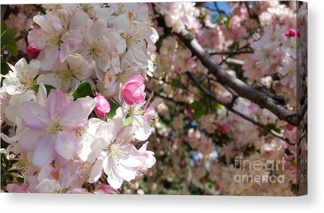 Apple Canvas Print featuring the photograph Branched Apple by Caryl J Bohn