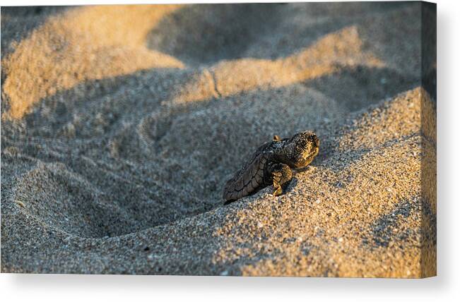 Florida Canvas Print featuring the photograph Brave Beginnings Sea Turtle Hatchling Delray Beach Florida by Lawrence S Richardson Jr