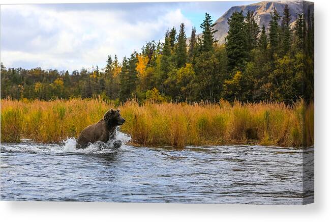 Sam Amato Canvas Print featuring the photograph Brown Bear Chasing Fish by Sam Amato
