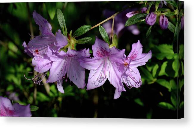 Azaleas Canvas Print featuring the photograph Buds And Blooms by Angie Tirado