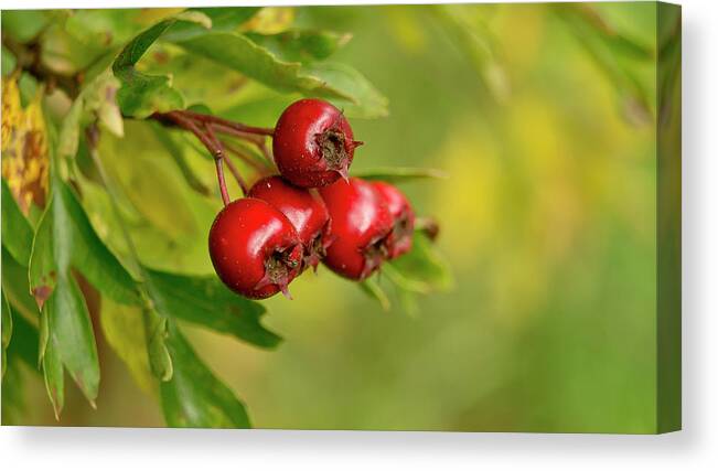 Bunch Canvas Print featuring the photograph Bunch of Hawthorn berries by Elena Perelman