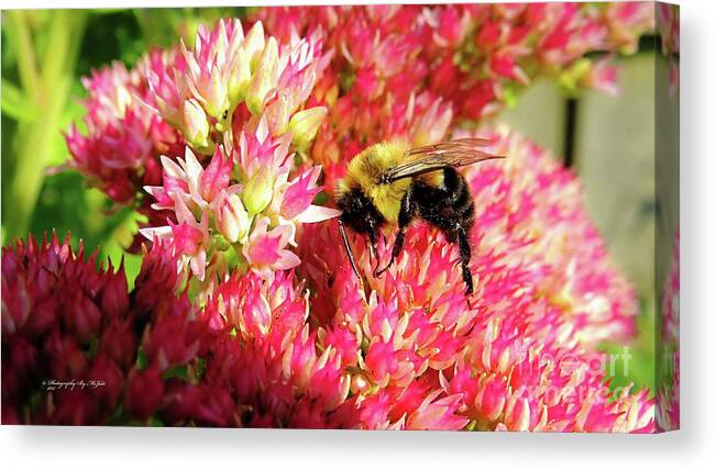 Bee Canvas Print featuring the photograph Buzy Bee by Ms Judi