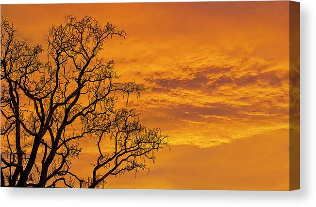 Beautiful Sunrise Canvas Print featuring the photograph Catalpa Tree Sunrise by Scott Cordell