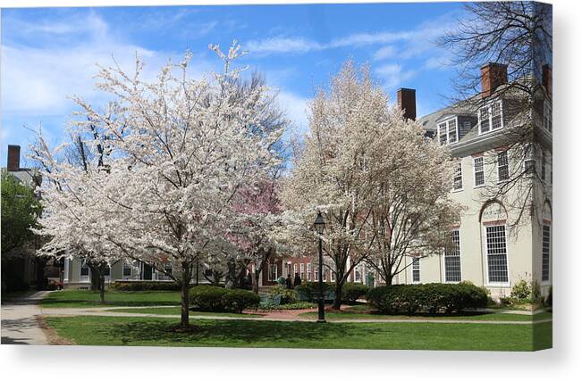 Blossom At Harvard Business School Canvas Print featuring the photograph Blossom at Harvard Business School #1 by Qin Wang