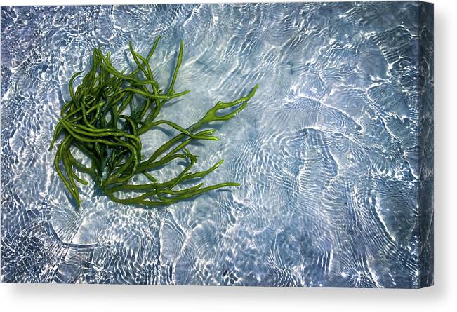 Coastal Seaweed Canvas Print featuring the photograph Coastal Reflections by Karen Wiles