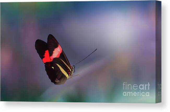 Butterfly Canvas Print featuring the photograph colorful Butterfly by Franziskus Pfleghart