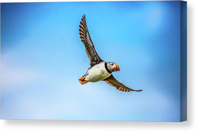 Puffin Canvas Print featuring the photograph Colorful Flying Puffin Art Photography Prints by Wall Art Prints