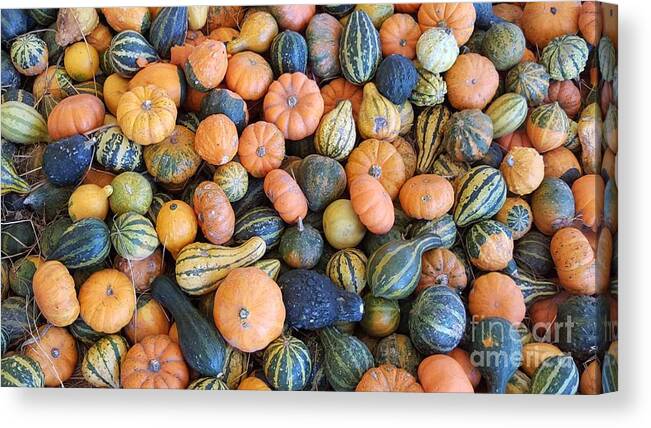 Vegetables Canvas Print featuring the photograph Colorful gords by Sheryl Unwin
