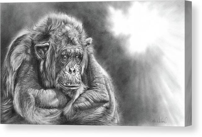 Chimpanzee Canvas Print featuring the drawing Comfortably Numb by Peter Williams