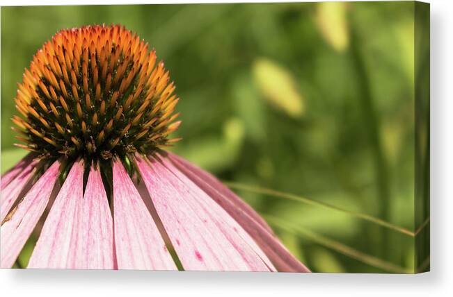 Wildflower Canvas Print featuring the photograph Coneflower by Holly Ross
