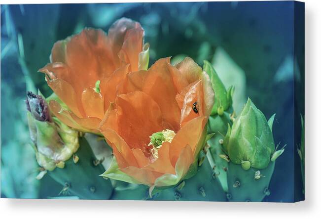 Cactus Canvas Print featuring the photograph Cool Blue Orange prickly Pear Blossoms by Aimee L Maher ALM GALLERY