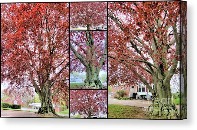 Copper Beech Tree Canvas Print featuring the photograph Copper Beech Tree by Janice Drew