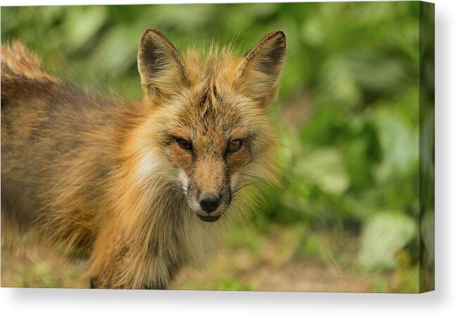 Fox Canvas Print featuring the photograph Cunning as a fox by Sam Rino
