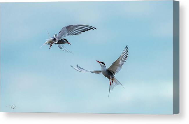 Flying Common Terns Canvas Print featuring the photograph Dancing Terns by Torbjorn Swenelius