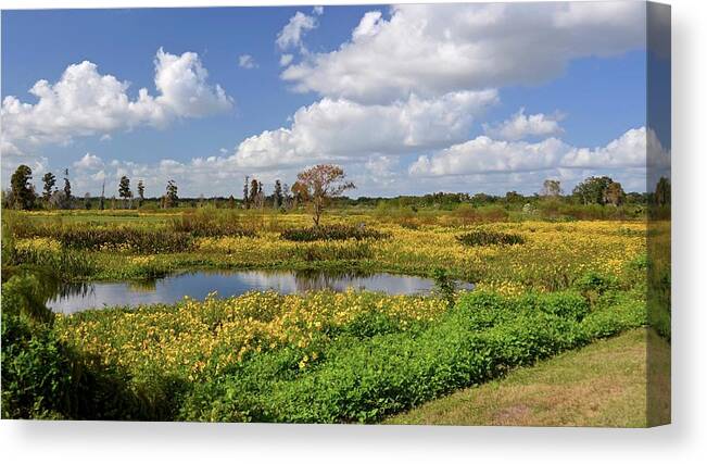 Marsh Canvas Print featuring the photograph Days of Glory by Carol Bradley