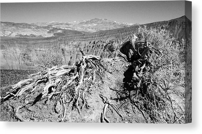 Tree Canvas Print featuring the photograph Death Valley Flora by Susan Lafleur