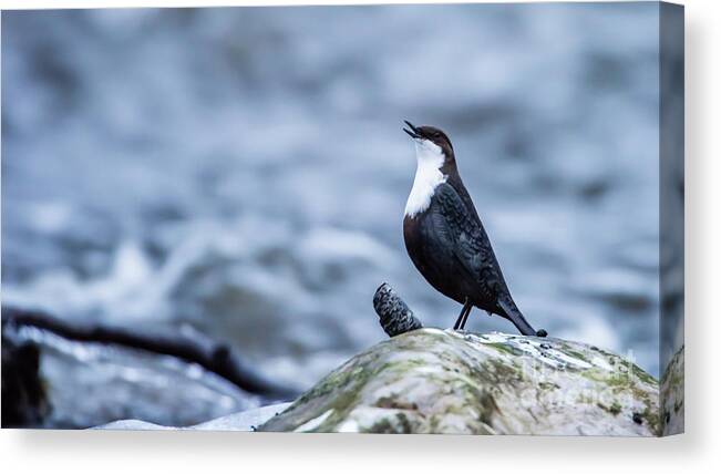 Dipper's Call Canvas Print featuring the photograph Dipper's Call by Torbjorn Swenelius