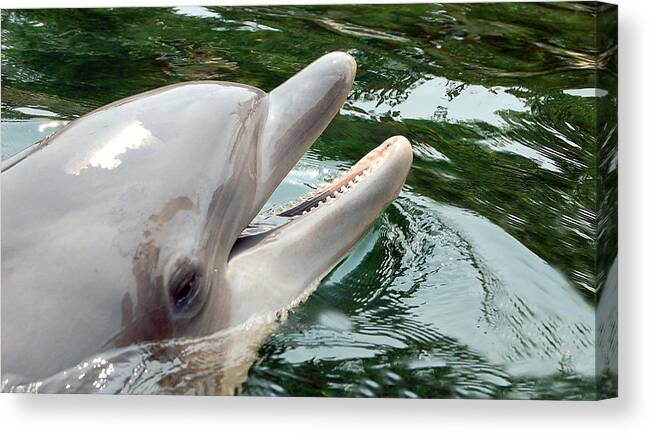 Dolphin Canvas Print featuring the photograph Dolphin Charm by Donna Proctor