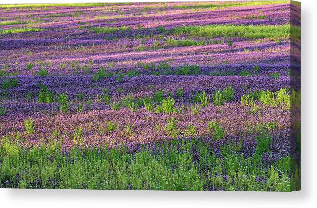Spring Canvas Print featuring the photograph Dreaming of France by Holly Ross