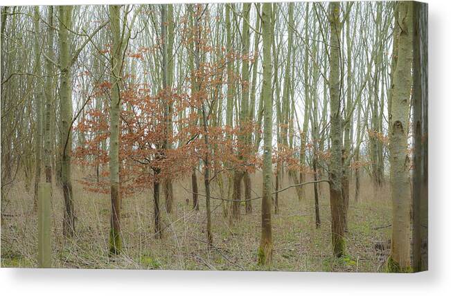 Trees Canvas Print featuring the photograph Dualing Trees by Matthew Bamberg