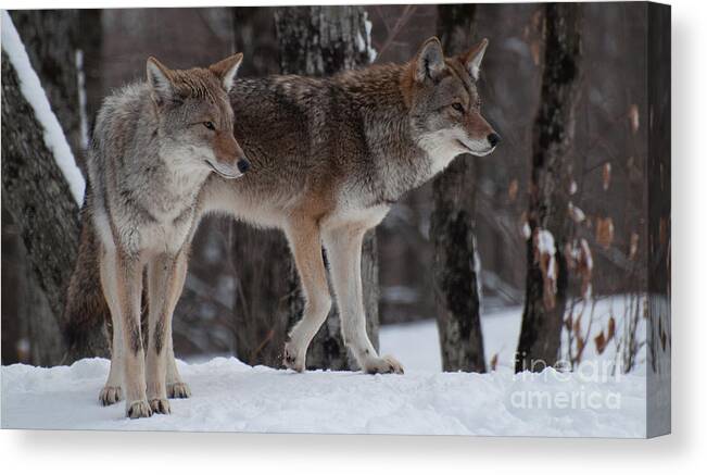 Coyote Canvas Print featuring the photograph Dynamic Duo by Bianca Nadeau