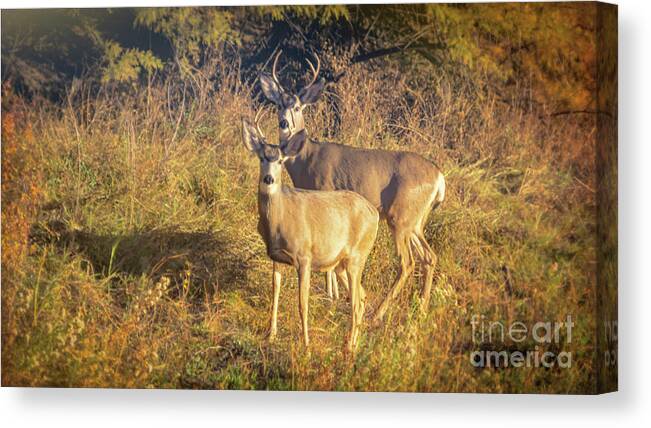 Deer Canvas Print featuring the photograph Early Morning Antlers by Janice Pariza