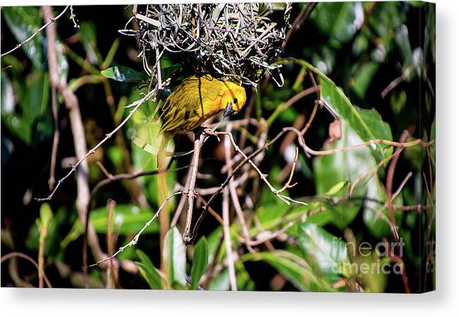 Nature Canvas Print featuring the photograph Eavesdropping by Deborah Klubertanz