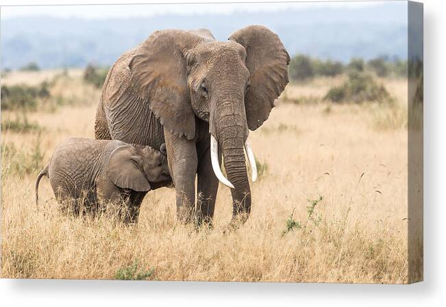 Wildlife Canvas Print featuring the photograph Enjoying A Glass Of Fresh Milk. by Jeffrey C. Sink