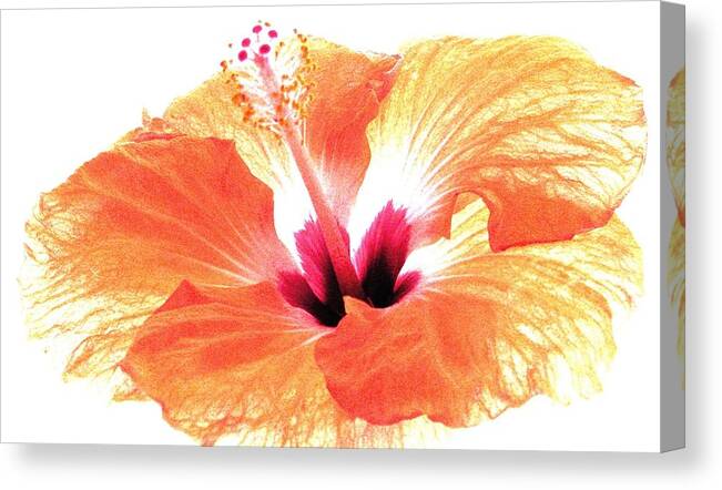 Orange Hibiscus Canvas Print featuring the photograph Enlightened by Angela Davies