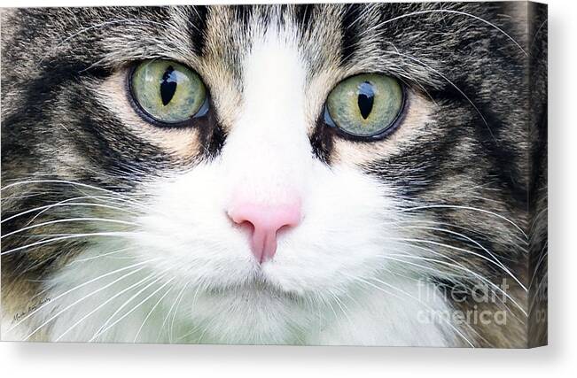 #black #brown #cat #contemporary # Decor # Decorative # Expressive # Feline # Interiors # Mainecoon # Marthaannsanchez #masartstudio #pets #photo # White #wildlife Canvas Print featuring the painting Expressive Maine Coon D122016 by Mas Art Studio