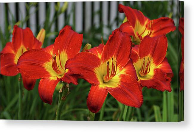 Daylily Canvas Print featuring the photograph Eye Catching by Sandy Keeton