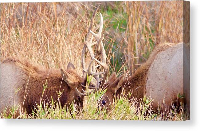 Elk Canvas Print featuring the photograph Face Off by Todd Kreuter