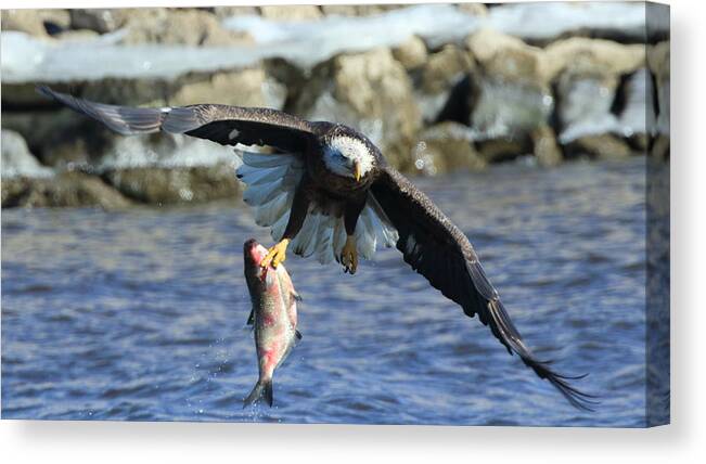 Bald Eagle Canvas Print featuring the photograph Fish in hand by Coby Cooper