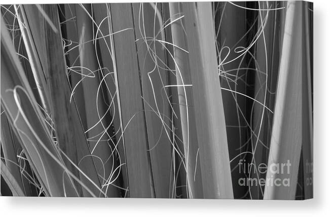 Black And White Energy Dynamic Contrast Canvas Print featuring the photograph Flora Series 1-15 by J Doyne Miller