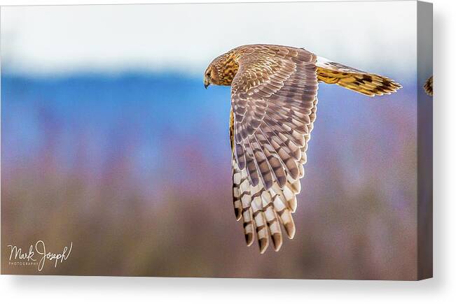 Owl Canvas Print featuring the photograph Flying Owl by Mark Joseph