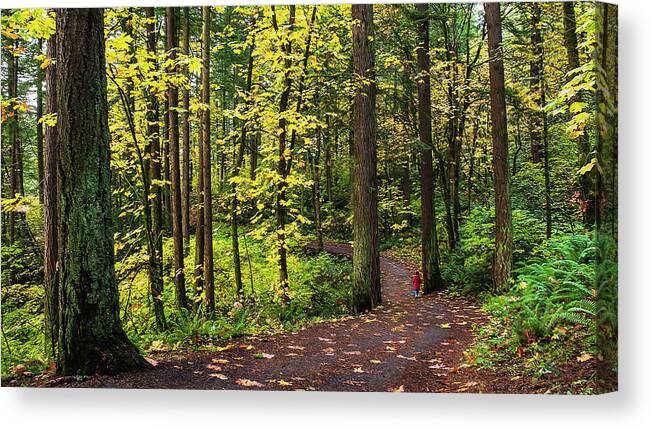 Trees Canvas Print featuring the photograph Forest Pathway by John Christopher