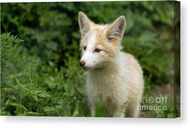 Fox Canvas Print featuring the photograph Foxy Lady by Sam Rino