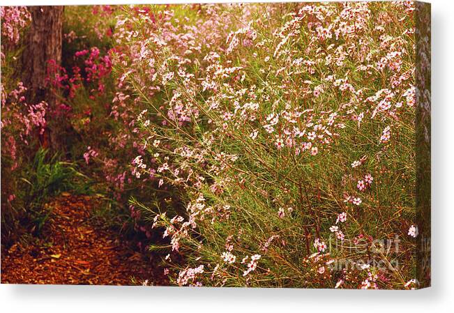 Geraldton Wax Canvas Print featuring the photograph Geraldton Wax Shades by Cassandra Buckley
