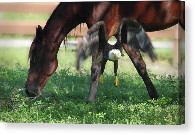 Eagle Canvas Print featuring the photograph Giddy Up. by Evelyn Garcia