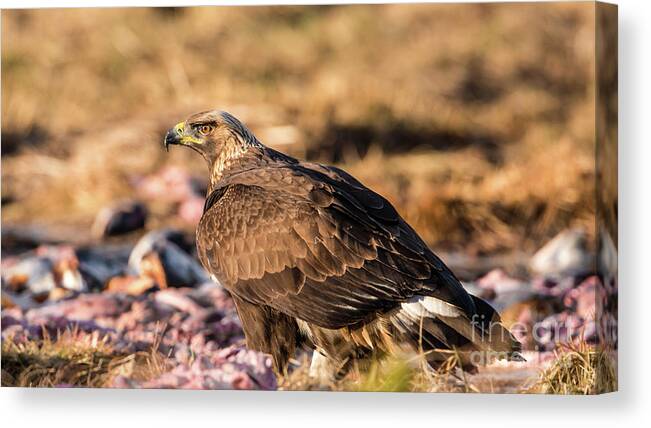 Golden Eagle Canvas Print featuring the photograph Golden Eagle's Back by Torbjorn Swenelius