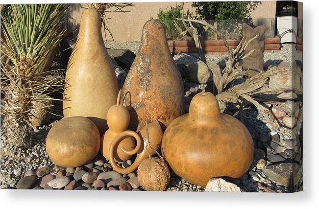 Gourds Canvas Print featuring the photograph Gourds in the Sun by Barbara Prestridge