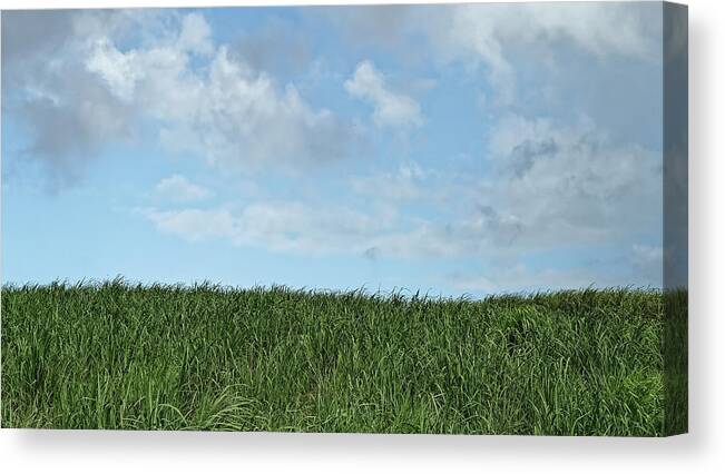 Landscape Canvas Print featuring the photograph Grass and sky, Barbados 2009 by Chris Honeyman