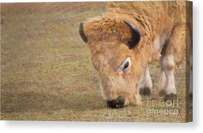 Digital Photography Canvas Print featuring the photograph Grazing Buffalo by Laurinda Bowling