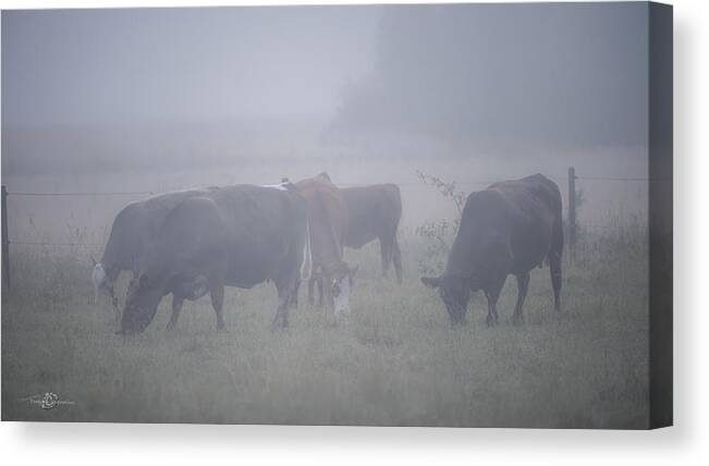 Cows Canvas Print featuring the photograph Grazing cows in the mist by Torbjorn Swenelius