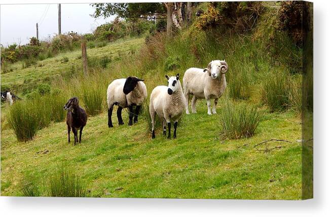  Canvas Print featuring the photograph Grazing sheep by Sue Morris