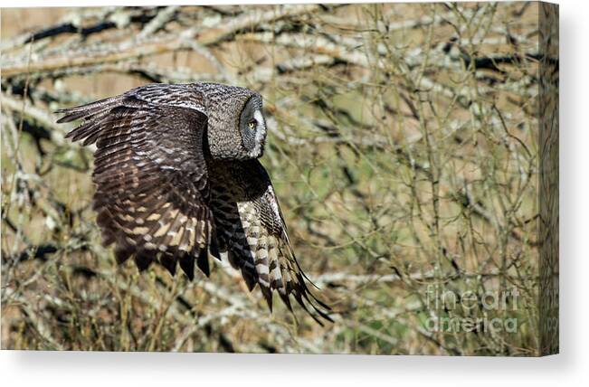 Great Grey Flying Canvas Print featuring the photograph Great Grey Flying by Torbjorn Swenelius