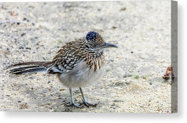 Greater Roadrunner Canvas Print featuring the photograph Greater Roadrunner Brief Pause by Debra Martz